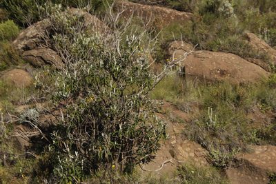 Buddleja loricata, photographed by Tony Rebelo