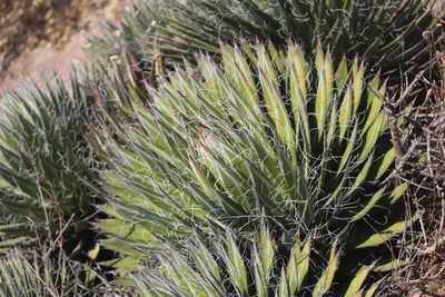 Agave filifera, photographed by José Belem Hernández Díaz