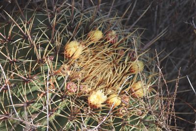 Ferocactus histrix, photographed by José Belem Hernández Díaz