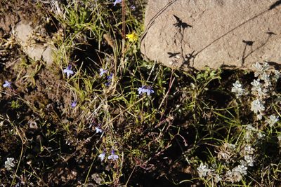 Lobelia flaccida, photographed by Tony Rebelo