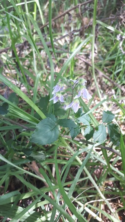 Solanum commersonii, photographed by Lalys