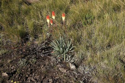 Kniphofia caulescens, photographed by Tony Rebelo