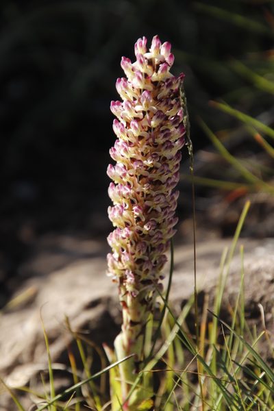 Disa fragrans, photographed by Tony Rebelo