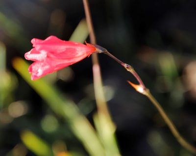 Tritonia drakensbergensis, photographed by Tony Rebelo