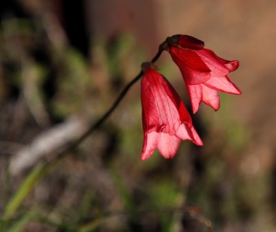 Tritonia drakensbergensis, photographed by Tony Rebelo