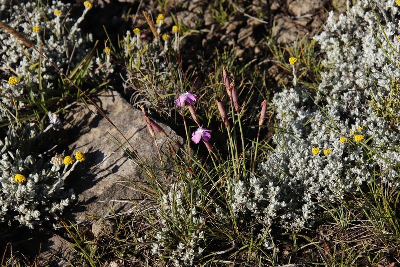 Dianthus basuticus, photographed by Tony Rebelo
