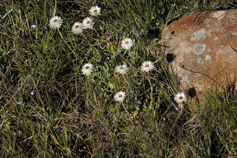 Helichrysum marginatum, photographed by Tony Rebelo