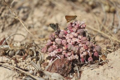 Euphorbia radians, photographed by José Belem Hernández Díaz