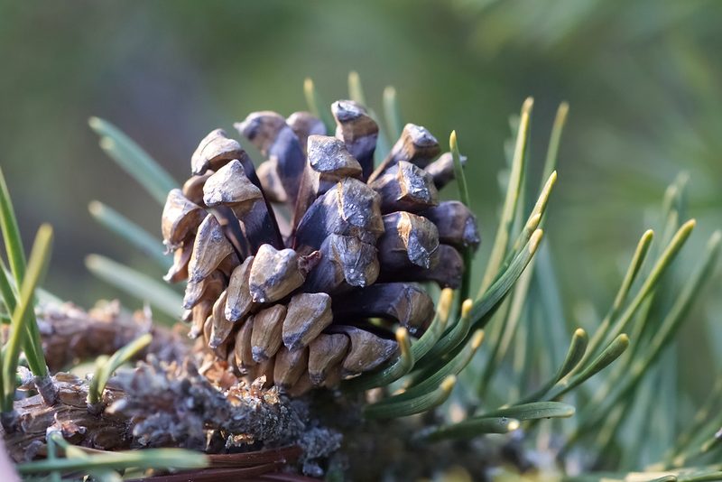 Pinus uncinata, photographed by David Sandler