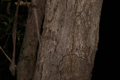 Eucalyptus moluccana, photographed by Greg Tasney
