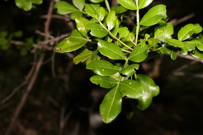 Flindersia collina, photographed by Greg Tasney