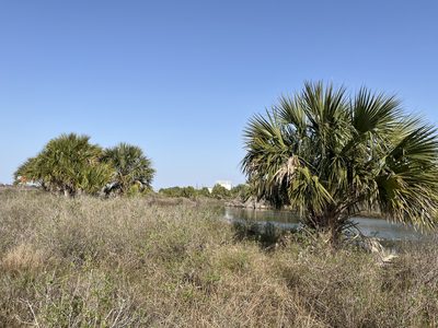 Sabal mexicana, photographed by Elliot Greiner