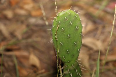 Opuntia tomentosa, photographed by Greg Tasney