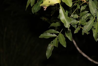 Flindersia australis, photographed by Greg Tasney