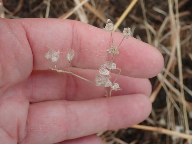Trichostema dichotomum, photographed by Lynn Harper