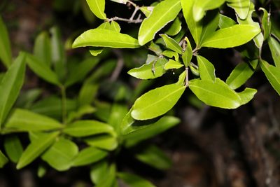 Elaeodendron australe, photographed by Greg Tasney