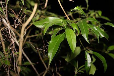 Alstonia constricta, photographed by Greg Tasney