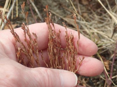 Hypericum gentianoides, photographed by Lynn Harper