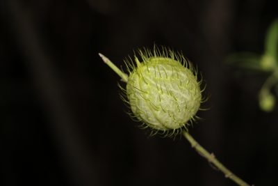 Gomphocarpus fruticosus, photographed by Greg Tasney