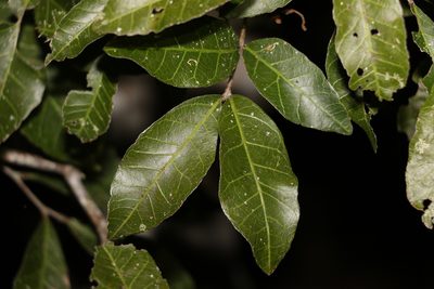 Arytera foveolata, photographed by Greg Tasney