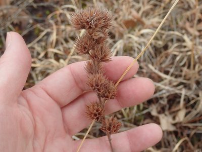 Lespedeza capitata, photographed by Lynn Harper