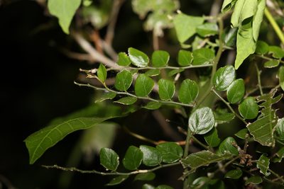 Capparis sarmentosa, photographed by Greg Tasney