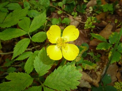 Hylomecon vernalis, photographed by Andreas Taeger
