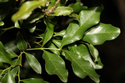 Toechima tenax, photographed by Greg Tasney