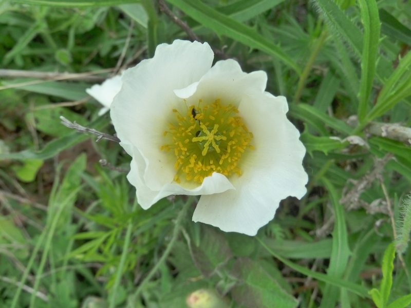 Oreomecon hirsuta, photographed by Andreas Taeger