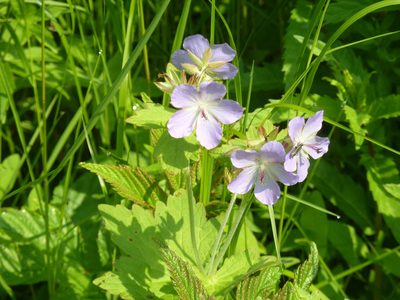 Geranium platyanthum, photographed by Andreas Taeger