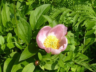 Paeonia lactiflora, photographed by Andreas Taeger