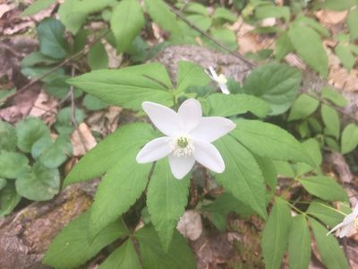 Anemonoides lancifolia, photographed by mark-groeneveld