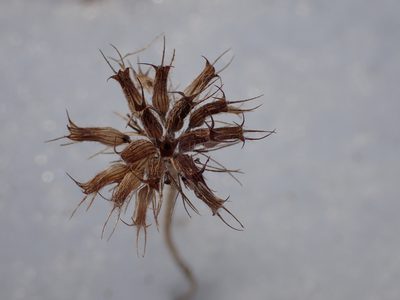 Clinopodium vulgare, photographed by Cecil Smith