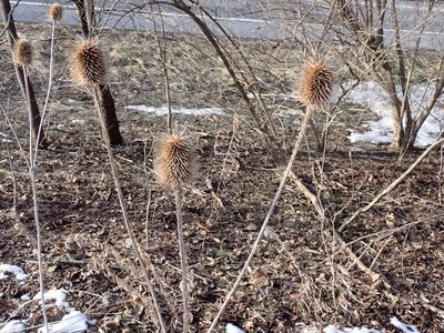 Dipsacus laciniatus, photographed by Cecil Smith