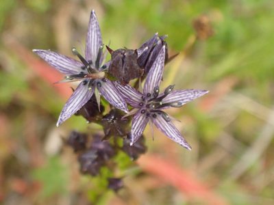 Swertia perennis, photographed by Matt Bowser