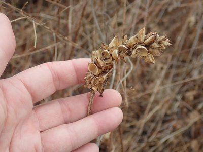 Chelone glabra, photographed by Lynn Harper