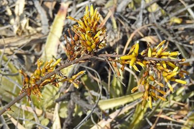 Deuterocohnia longipetala, photographed by Hugo Hulsberg