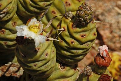 Tephrocactus articulatus, photographed by Hugo Hulsberg