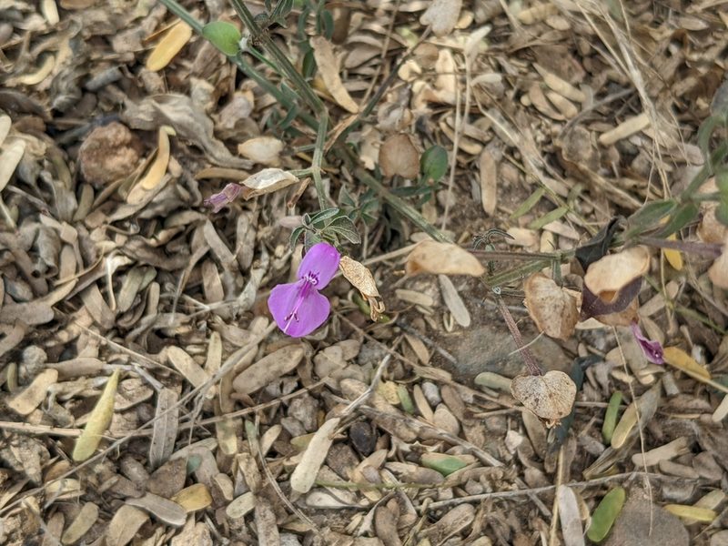 Dicliptera resupinata, photographed by Zoltán Stekkelpak