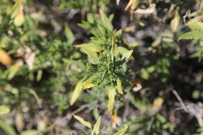 Trixis californica, photographed by Reid Hardin