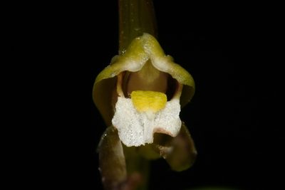 Isotria verticillata, photographed by Brian Finzel