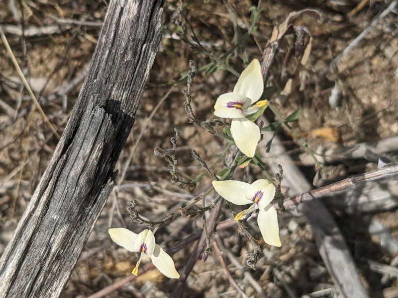 Carlowrightia arizonica, photographed by Zoltán Stekkelpak