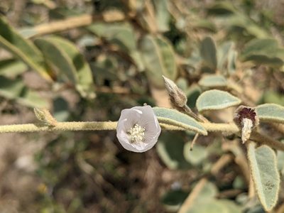 Horsfordia alata, photographed by Zoltán Stekkelpak