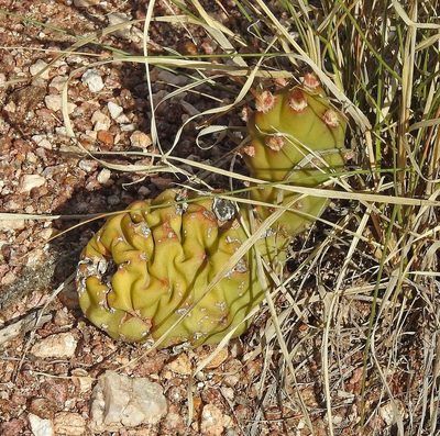 Tephrocactus articulatus, photographed by Hugo Hulsberg