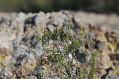 Ericameria laricifolia, photographed by Reid Hardin