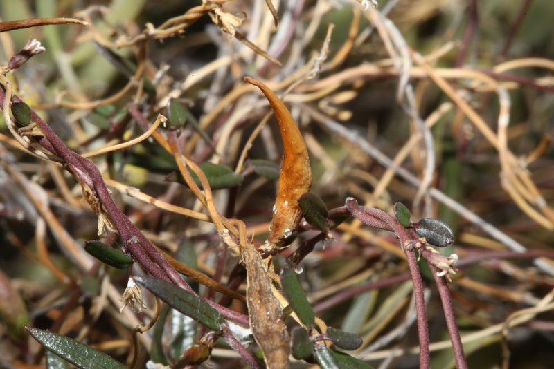 Metastelma arizonicum, photographed by Reid Hardin