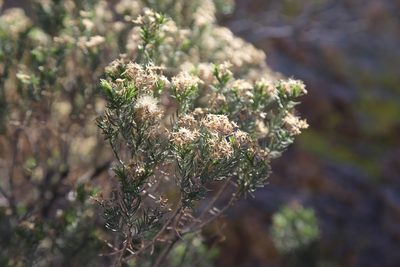 Ericameria laricifolia, photographed by Reid Hardin
