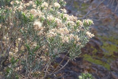 Ericameria laricifolia, photographed by Reid Hardin