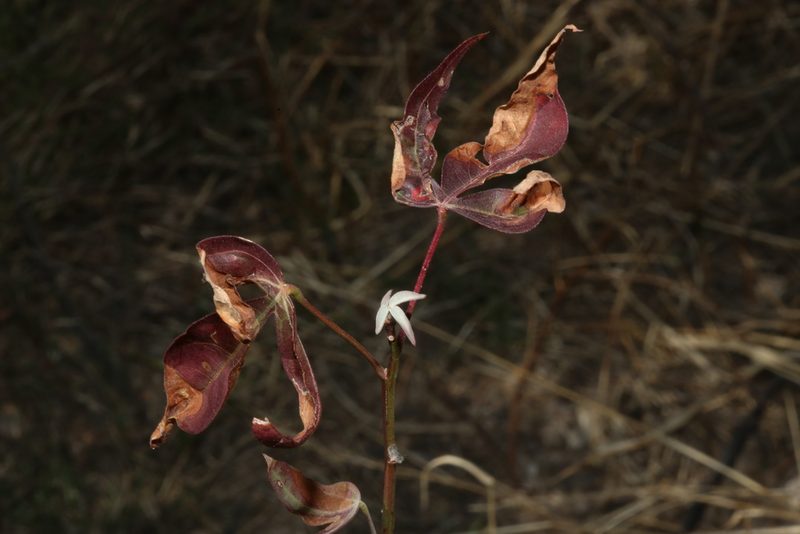 Gossypium thurberi, photographed by Reid Hardin