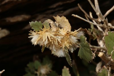 Brickellia baccharidea, photographed by Reid Hardin